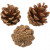Kiefernzapfen, D: 40 mm,  200 g, 16Stck. [HOB-502260]