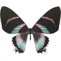 Schmetterling, H 6,1 cm, B 7 cm, 20Stck., 300 g [HOB-26337]