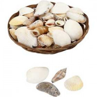 Muschelschalen, 350g [HOB-50232]